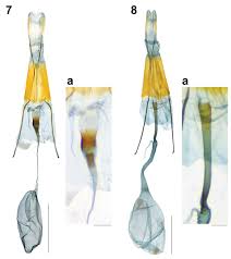 We supply, fabricate and install quartz stone and solid surface. Two New Species Of The Tribe Synanthedonini Lepidoptera Sesiidae With New Hostplant Associations From Taiwan