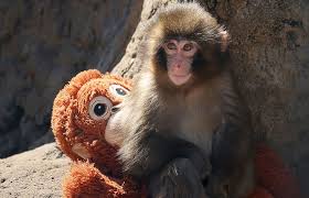 How a mistreated monkey led to a marketing opportunity for IKEA