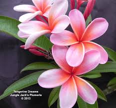 Tangerine Dream Plumeria Jungle Jacks Plumeria Tropical Flowers San Diego California Best Bloomers Dengan Gambar San Diego California
