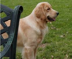 Find the perfect golden retriever puppy for sale in new jersey, nj at puppyfind.com. Penny Lane Goldens Award Winning Golden Retriever Breeder In New Jersey Golden Retriever Breeder Golden Retriever Puppy Girl