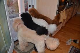 Black And White Standard Poodle Teddy Bear Cut All The Things We Love About The Active Poodle Dog Poodlesofoinstagram Toypoodlered Pinkpoodle Standard Poodle Poodle Poodle Puppy