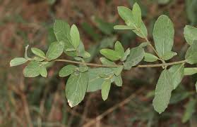 Image result for Cordia sinensis