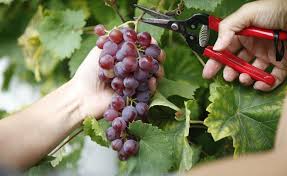 Weintrauben 5 Tricks Fur Grosse Susse Beeren Weintrauben Weinreben Pflanzen Trauben