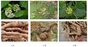 Image result for Cynanchum orangeanum