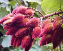 Image result for Bixa orellana