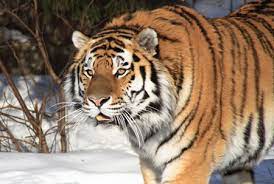 Adopting A Siberian Tiger