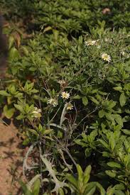 Image result for Lactuca indica