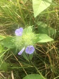 Image result for Jacquemontia