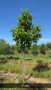 Image result for Diospyros kirkii