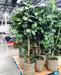 We did not find results for: Sam S Club Is Selling A Faux Fiddle Leaf Fig Tree For Under 100