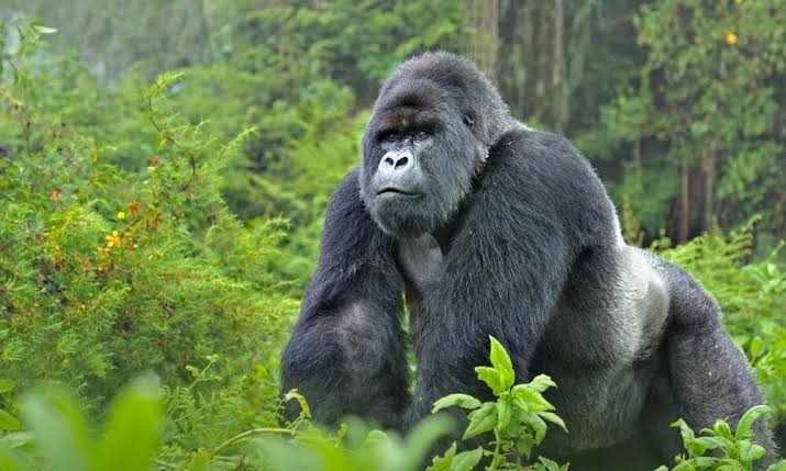 Car rental for gorilla trekking Rwanda at Volcanoes National Park with Rwanda Rent Car 