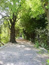 On Top Of La Montagne De Richer In Le Jardin Des Plantes De Montpellier Montpellier Botanical Gardens Country Roads