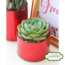 Browse our selection of succulents by genus, or use the search bar to find the specific product you're looking for. Succulents Philippines Go Green Giveaways