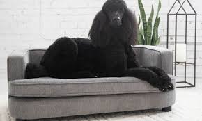 Big barker xl orthopedic dog bed review. Up To 23 Off On La Z Boy Bartlett Dog Sofa Bed Groupon Goods