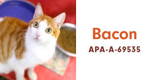 Begin your search for cats and dogs available for adoption near you today. Someone Notices The Staff At This Animal Shelter Is Giving Rescue Cats The Most Epic Names Bored Panda