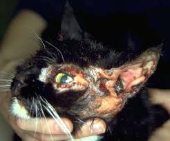 Skin Pemphigus Foliaceus In Cats Vetlexicon Felis From Vetstream Definitive Veterinary Intelligence