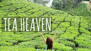Tea plantation of darjeeling, india. Exploring Tea Plantations In Munnar Kerala India Travel Vlog Youtube