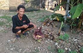 Mengenal rafflesia arnoldi rafflesia arnoldii beserta gambar dan cirinya ini sebagai pelengkap artikel terdahulu tentang bunga raksasa bern. Bunga Bangkai Ditemukan Mekar Di Kebun Warga Mojokerto