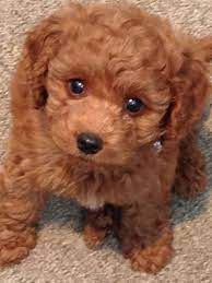 The goldendoodle mini weighs between 5 and 15 kg, the average between 15 and. Australian Labradoodles At Halton Hills Mini Puppies Labradoodle Cute Puppy Pictures