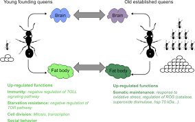 Neuroscientists are faced with the question of there is an ongoing controversy in the neuroscience community about whether the brain uses symbolic representations of the things it is processing, as. Long Lived Temnothorax Ant Queens Switch From Investment In Immunity To Antioxidant Production With Age Scientific Reports