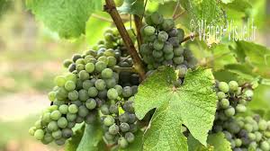 Un ascomycète nommé phomopsis viticola. Oidium De La Vigne Youtube