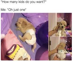 Memes dank memes wholesome memes funny memes best memes best memes of 2019 easy memes tts memes internet memes video memes text to speech memes clean memes don't. 100 Pet Memes That Will Make You Lol Over And Over Again
