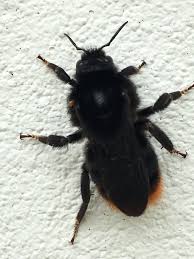 Image result for Bombus rupestris
