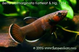 This animal is available captive bred. Betta Albimarginata Seriously Fish