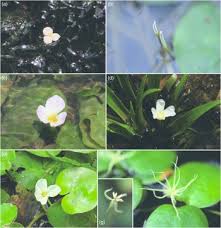 Image result for Hydrocharitaceae