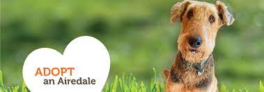 Find the perfect airedale terrier puppy for sale in florida, fl at puppyfind.com. Sunshine Airedalers Of Florida Airedale Rescue Organization
