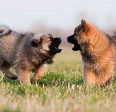 How can i stop my dog from biting other dogs? Reactive Dog Vs Aggressive Dog