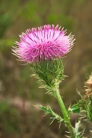 Purple Thistle Rich Leighton Purple Thistle Wild Flowers Florida Wildflowers
