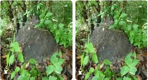 Maybe you would like to learn more about one of these? Temukan Sarang Rayap Di Tanah Anda Akan Menemukan Emas