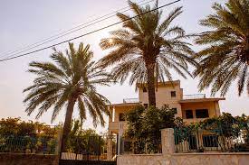 With the palm tree already safely cut to a stump, dig a trench around the stump. How Do Palm Tree Roots Grow How Deep Wide Can They Cause Damage