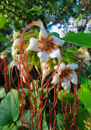 Image result for Strophanthus