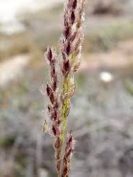 Image result for Digitaria bidactyla