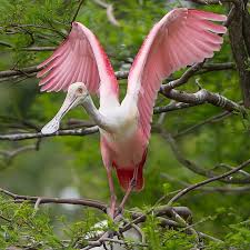 Birds Of A Feather Movie Pin By Sidney Cruz On Animals Spoonbill Beautiful Birds Bird Feathers Birds
