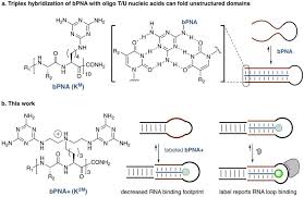 Duplex Stem Replacement With Bpna Triplex Hybrid Stems Enables Reporting On Tertiary Interactions Of Internal Rna Domains Abstract Europe Pmc