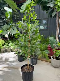 Image result for Conocarpus erectus
