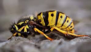 Lethargic Wasps In House Why You See Them