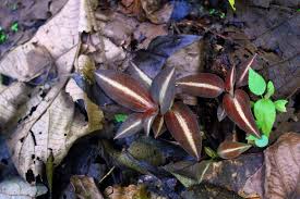 Image result for Cheirostylis