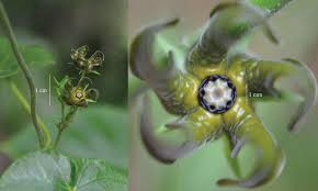 Image result for Ypsilopus