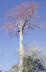 Image result for Hildegardia