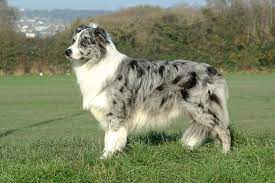 Border Collie Blue Merle Blue Merle Border Collie Border Collie Collie