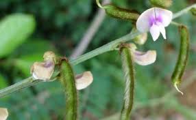Image result for Tephrosia noctiflora