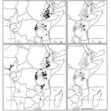 Image result for Pycnostachys pseudospeciosa