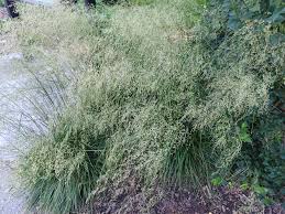 Image result for Eragrostis caespitosa