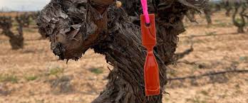 Image result for Lobesia botrana grapevine