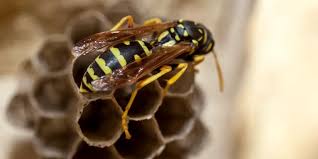 How Long Do Wasps Live? Indoor & Outdoor Lifespan
