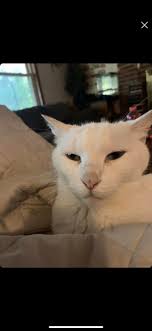 This little girl has just appeared in our garden in Quesada. Very friendly,  very thirsty, she's had breakfast. Bit of a puffy eye. My number is  604433835.....OWNERS FOUND